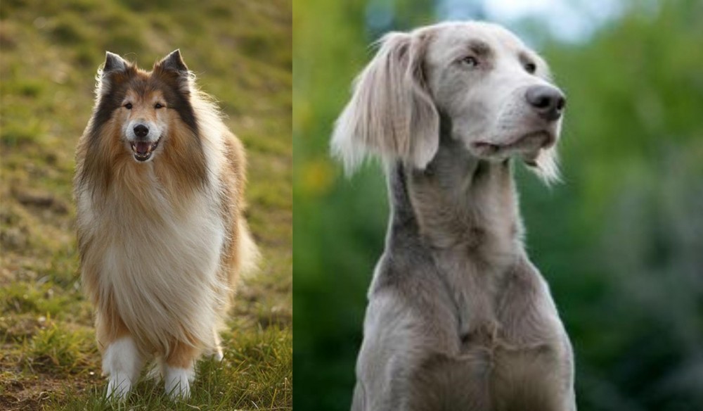 Longhaired Weimaraner vs Collie - Breed Comparison
