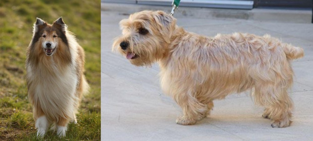 Lucas Terrier vs Collie - Breed Comparison