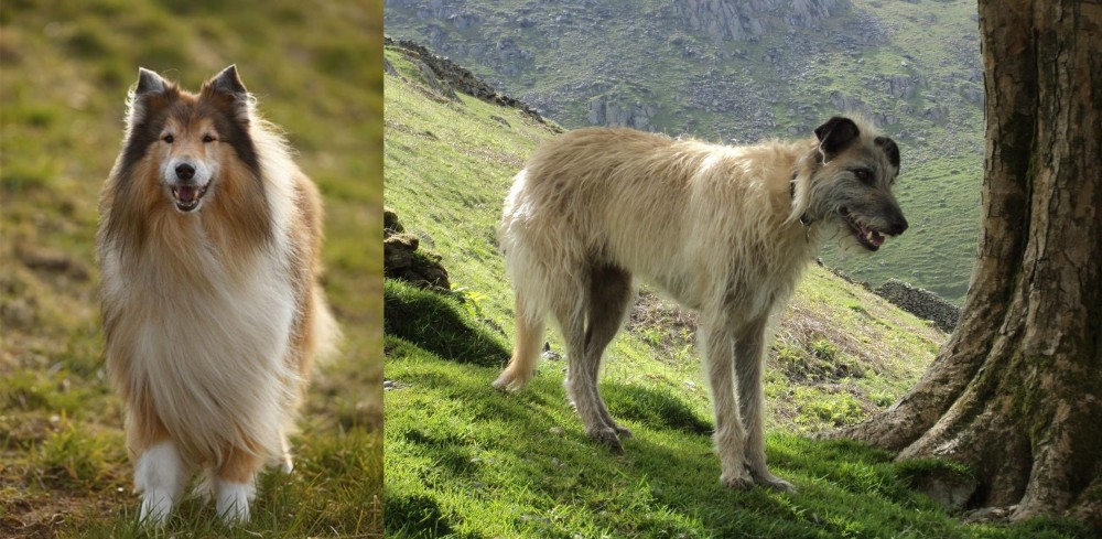 Lurcher vs Collie - Breed Comparison