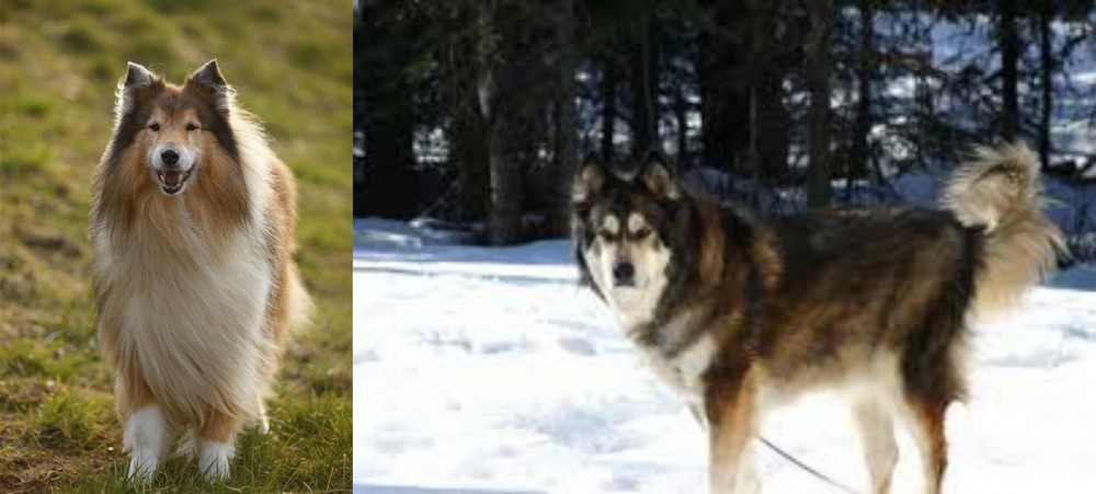 Mackenzie River Husky vs Collie - Breed Comparison