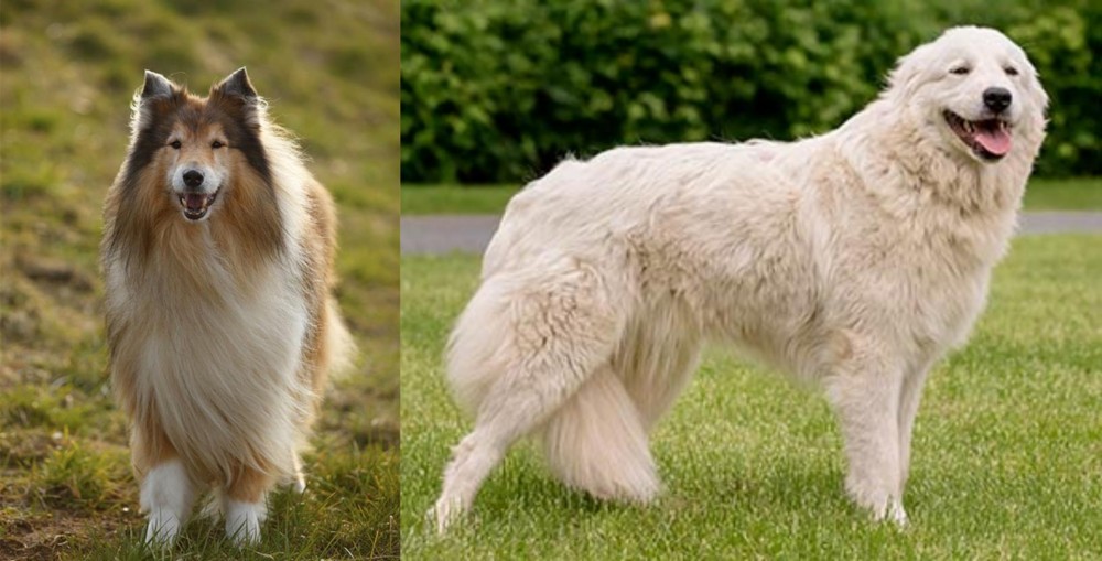 Maremma Sheepdog vs Collie - Breed Comparison
