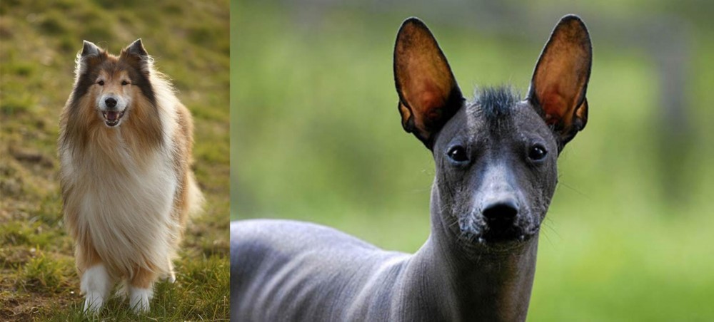 Mexican Hairless vs Collie - Breed Comparison