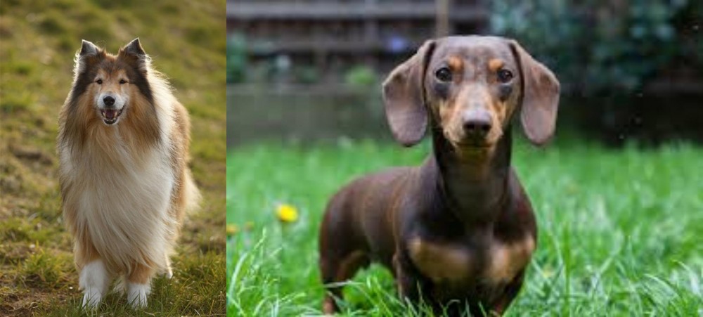 Miniature Dachshund vs Collie - Breed Comparison