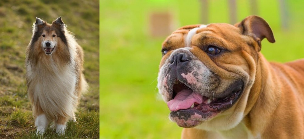 Miniature English Bulldog vs Collie - Breed Comparison