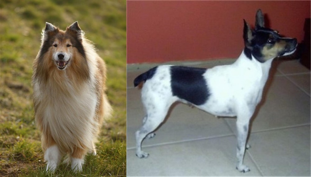Miniature Fox Terrier vs Collie - Breed Comparison