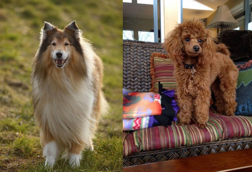 Miniature Poodle vs Collie - Breed Comparison