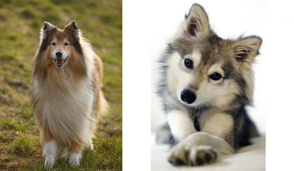 Miniature Siberian Husky vs Collie - Breed Comparison
