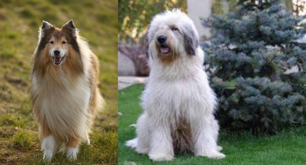 Mioritic Sheepdog vs Collie - Breed Comparison