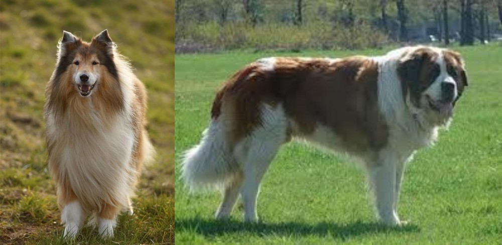 Moscow Watchdog vs Collie - Breed Comparison