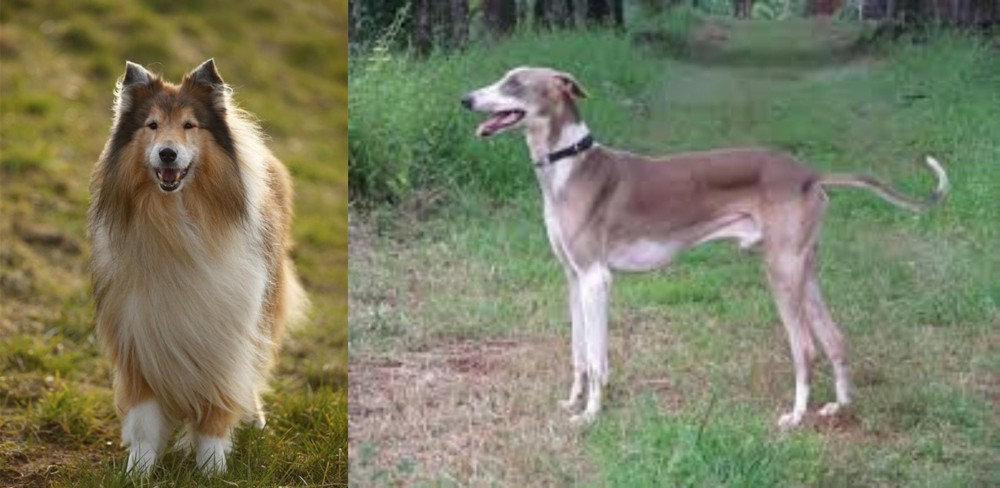Mudhol Hound vs Collie - Breed Comparison