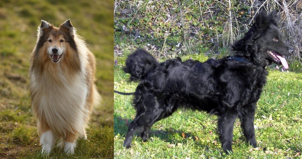 Mudi vs Collie - Breed Comparison