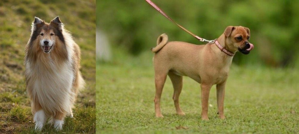 Muggin vs Collie - Breed Comparison