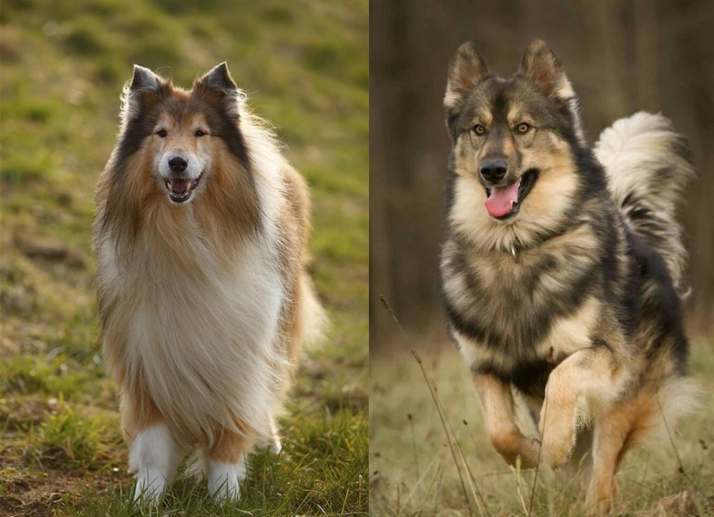 Native American Indian Dog vs Collie - Breed Comparison