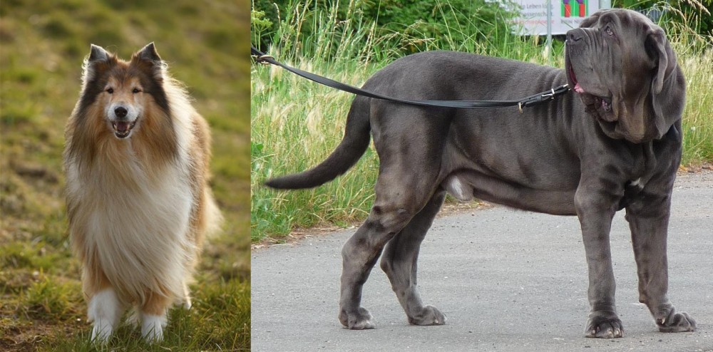 Neapolitan Mastiff vs Collie - Breed Comparison