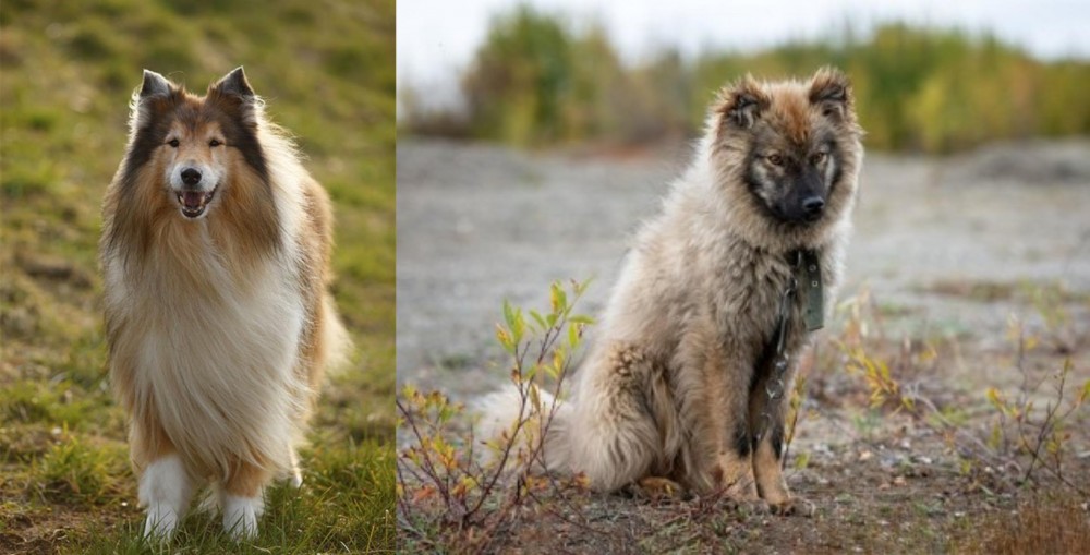 Nenets Herding Laika vs Collie - Breed Comparison