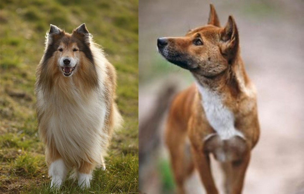 New Guinea Singing Dog vs Collie - Breed Comparison