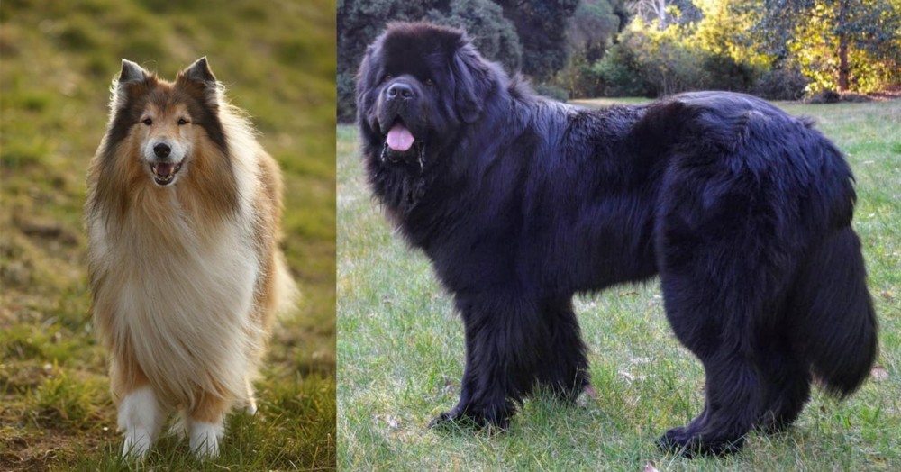 Newfoundland Dog vs Collie - Breed Comparison