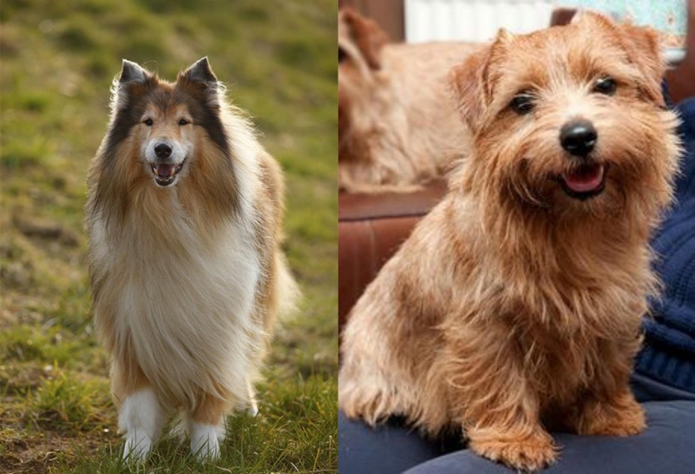 Norfolk Terrier vs Collie - Breed Comparison