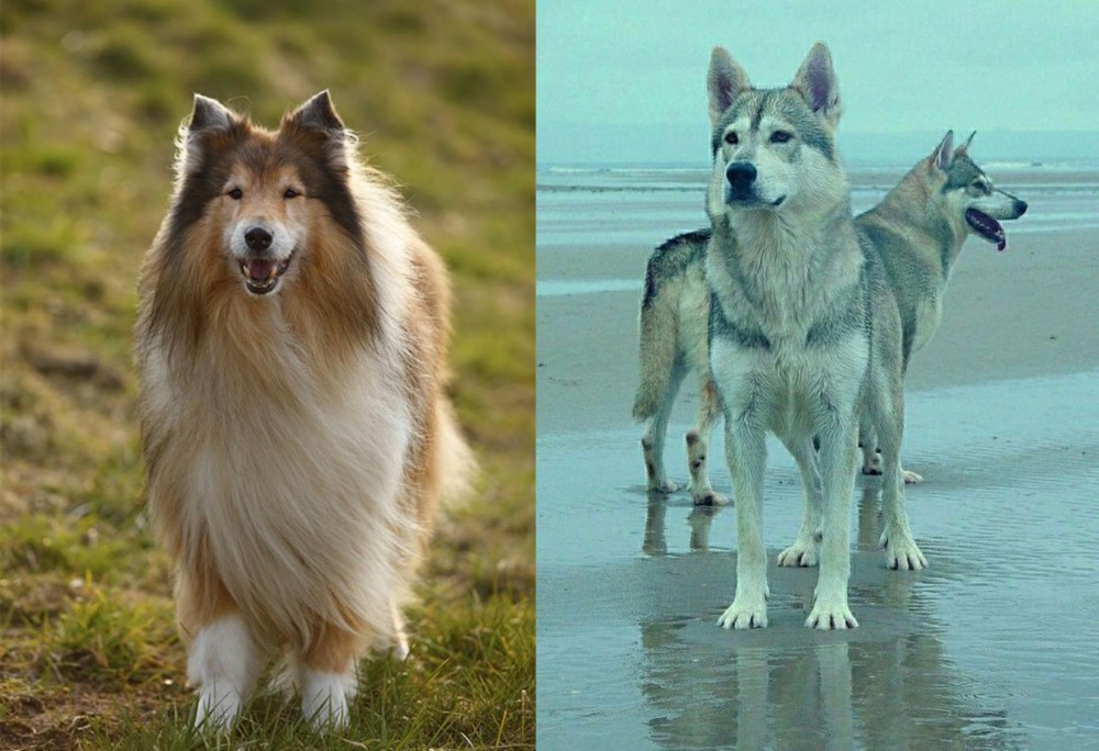Northern Inuit Dog vs Collie - Breed Comparison