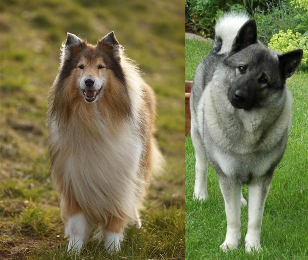 Norwegian Elkhound vs Collie - Breed Comparison