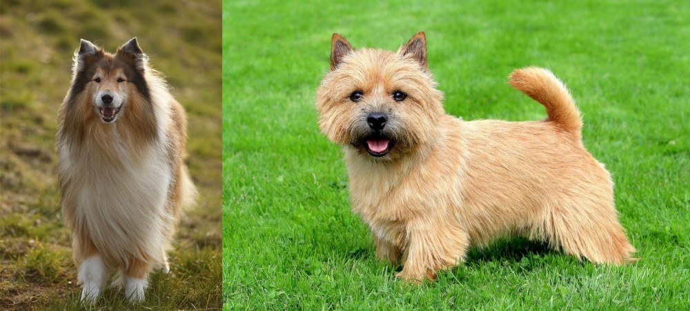 Norwich Terrier vs Collie - Breed Comparison