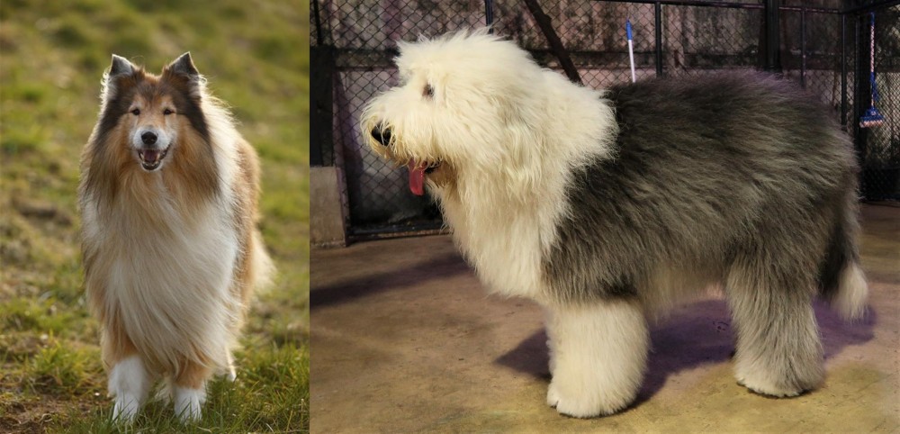 Old English Sheepdog vs Collie - Breed Comparison