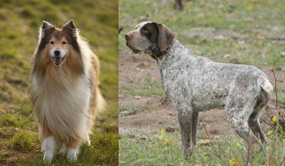 Perdiguero de Burgos vs Collie - Breed Comparison