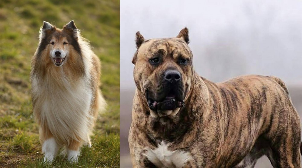 Perro de Presa Canario vs Collie - Breed Comparison