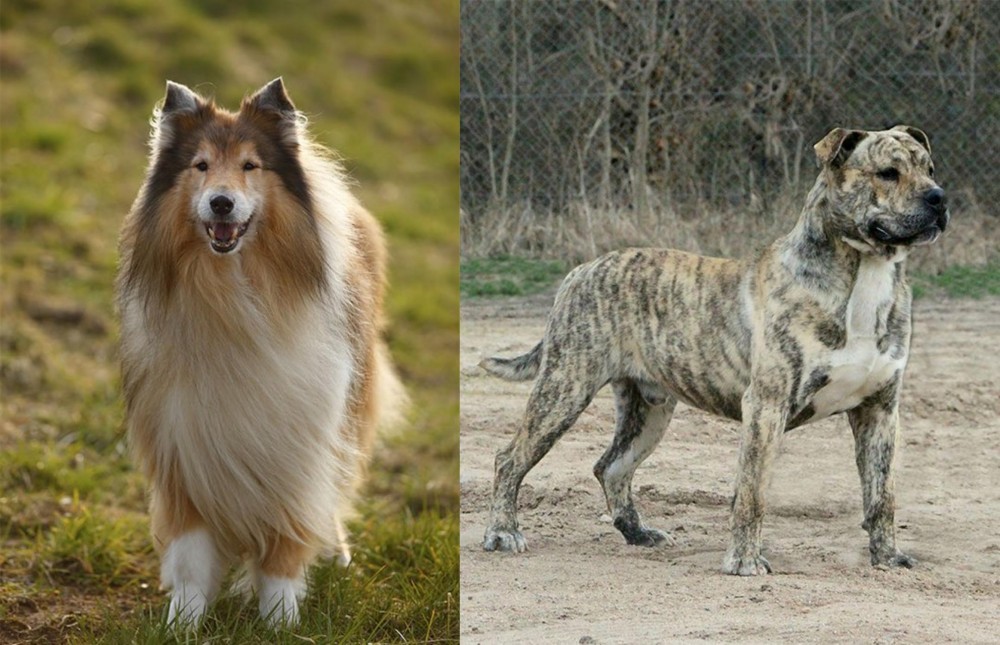 Perro de Presa Mallorquin vs Collie - Breed Comparison