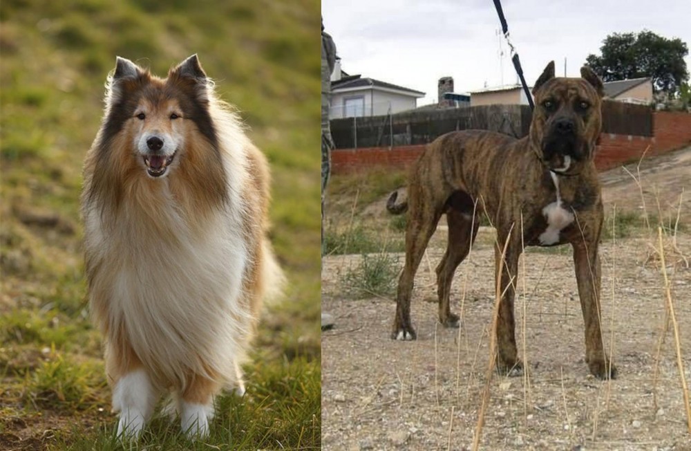 Perro de Toro vs Collie - Breed Comparison