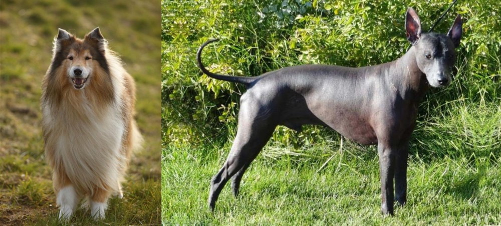 Peruvian Hairless vs Collie - Breed Comparison