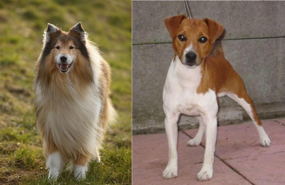 Plummer Terrier vs Collie - Breed Comparison