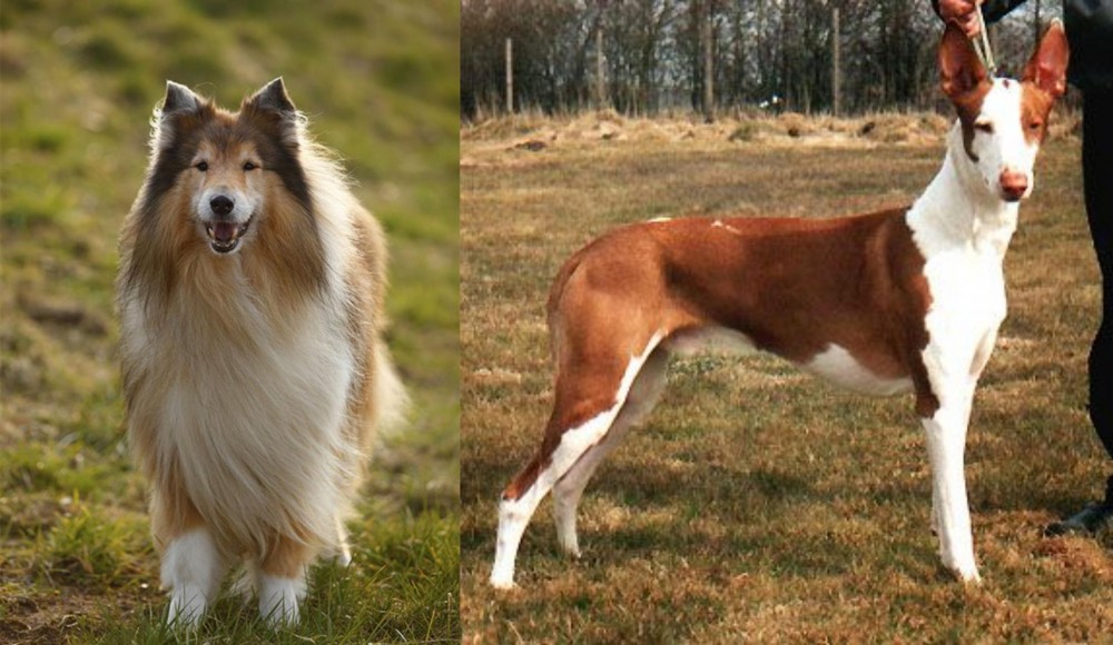 Podenco Canario vs Collie - Breed Comparison