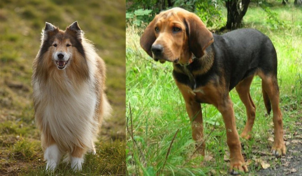 Polish Hound vs Collie - Breed Comparison