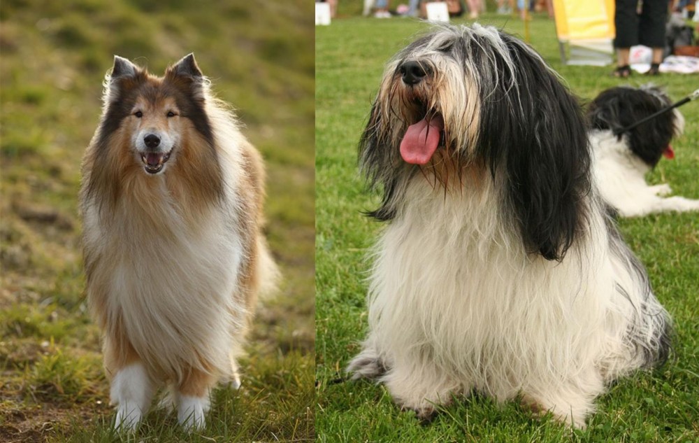 Polish Lowland Sheepdog vs Collie - Breed Comparison