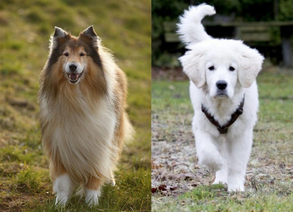 Polish Tatra Sheepdog vs Collie - Breed Comparison