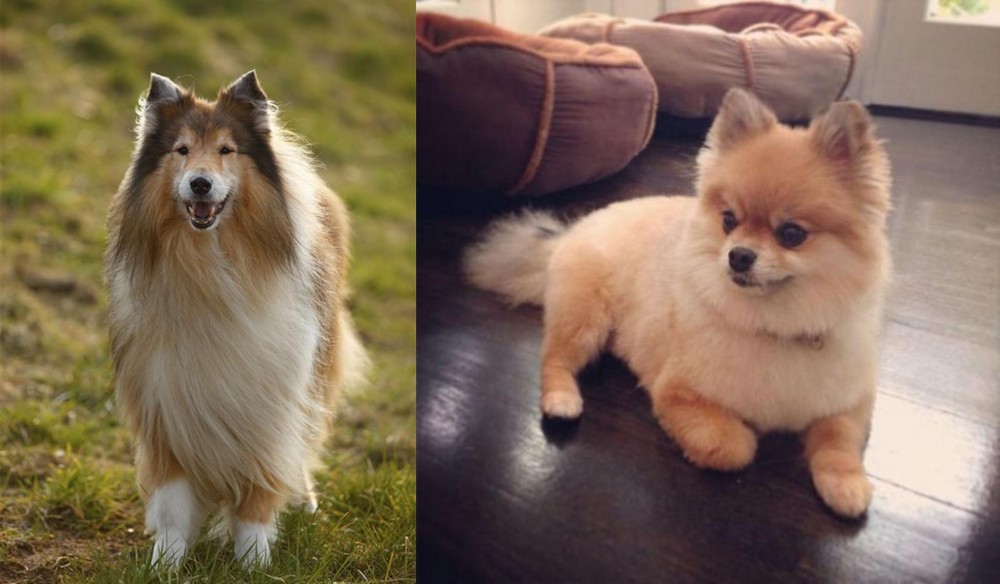 Pomeranian vs Collie - Breed Comparison