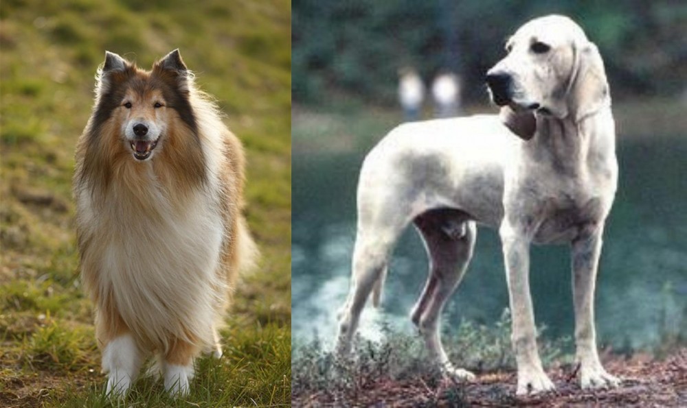 Porcelaine vs Collie - Breed Comparison