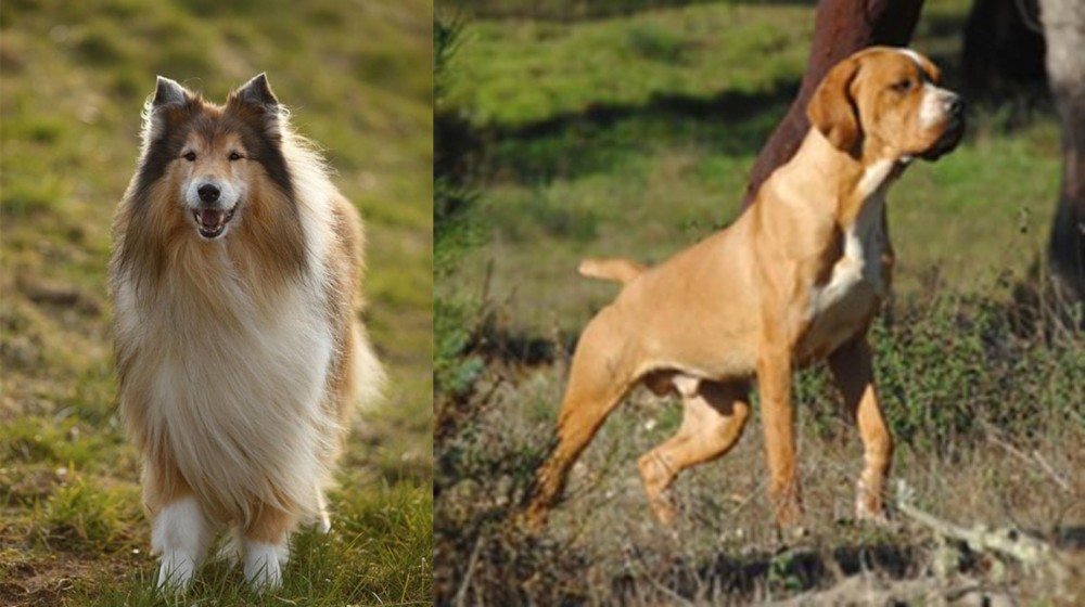 Portuguese Pointer vs Collie - Breed Comparison