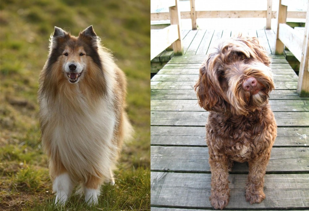 Portuguese Water Dog vs Collie - Breed Comparison