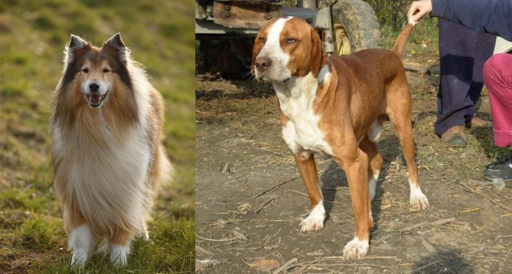 Posavac Hound vs Collie - Breed Comparison