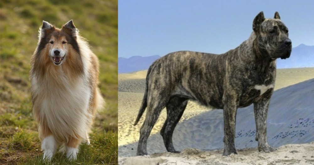 Presa Canario vs Collie - Breed Comparison