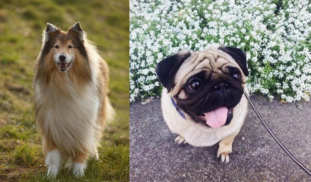 Pug vs Collie - Breed Comparison