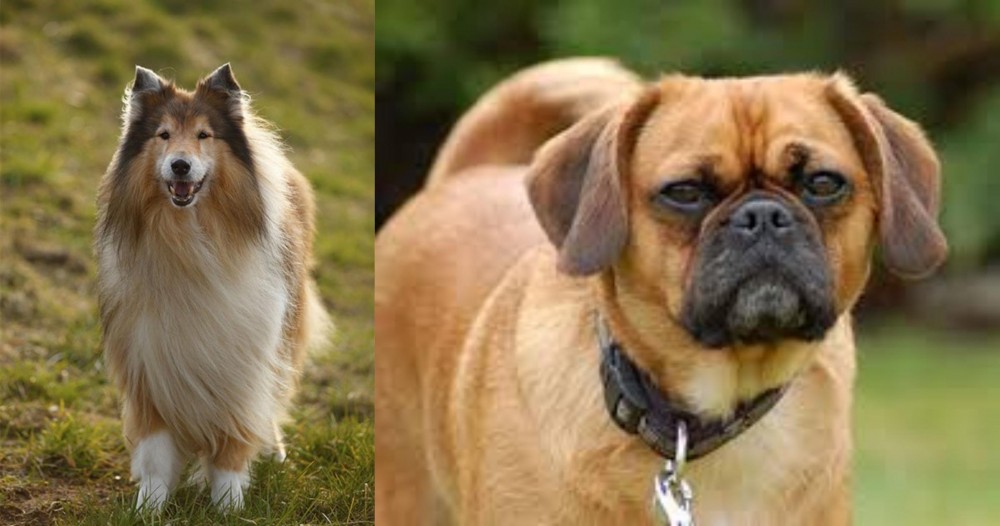 Pugalier vs Collie - Breed Comparison