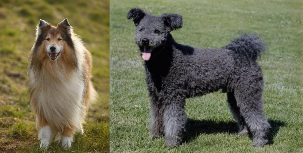 Pumi vs Collie - Breed Comparison