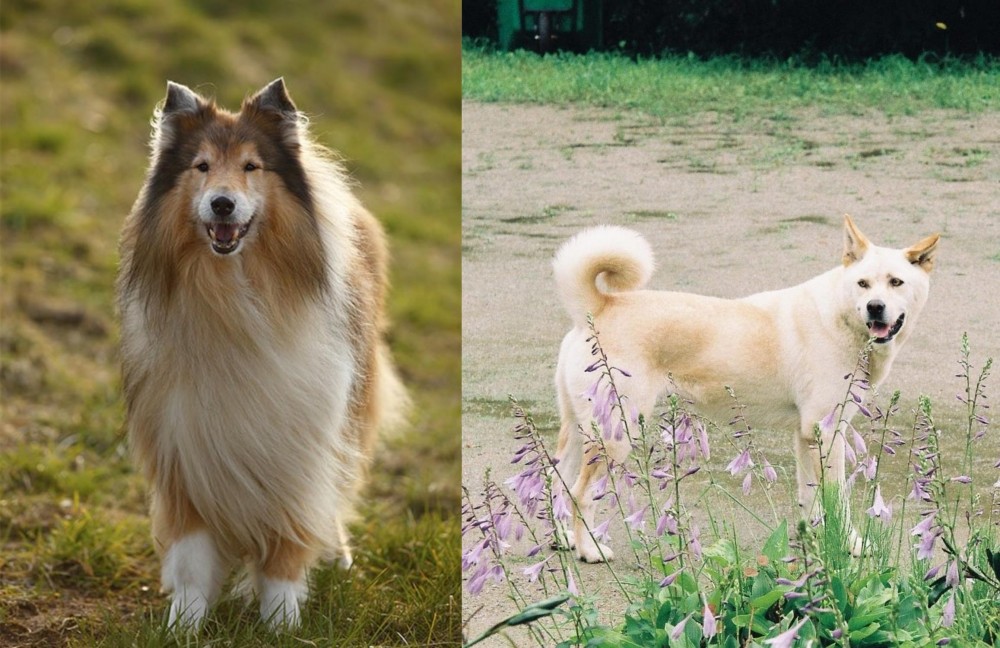 Pungsan Dog vs Collie - Breed Comparison