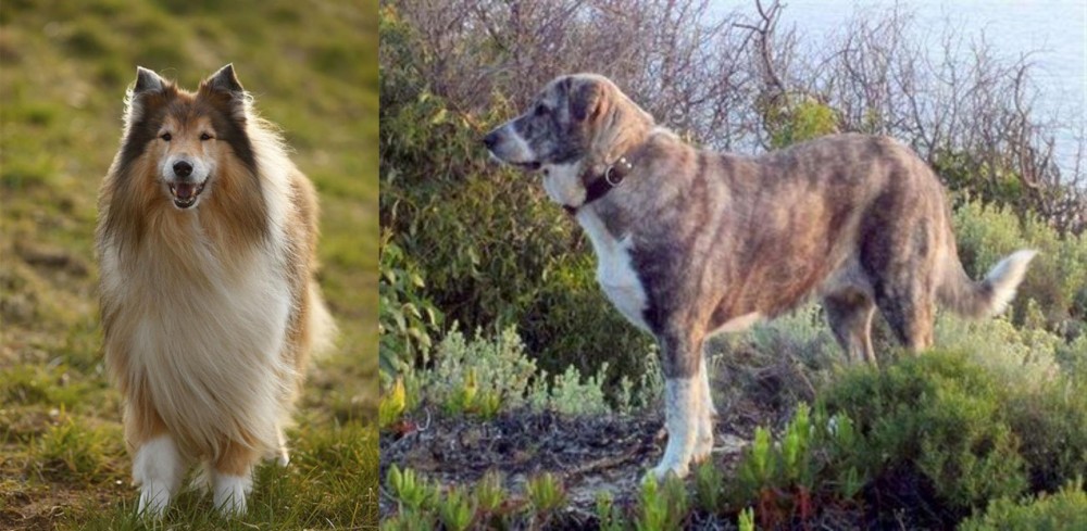 Rafeiro do Alentejo vs Collie - Breed Comparison