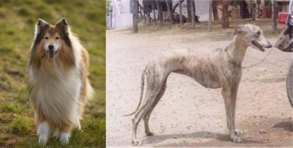 Rampur Greyhound vs Collie - Breed Comparison