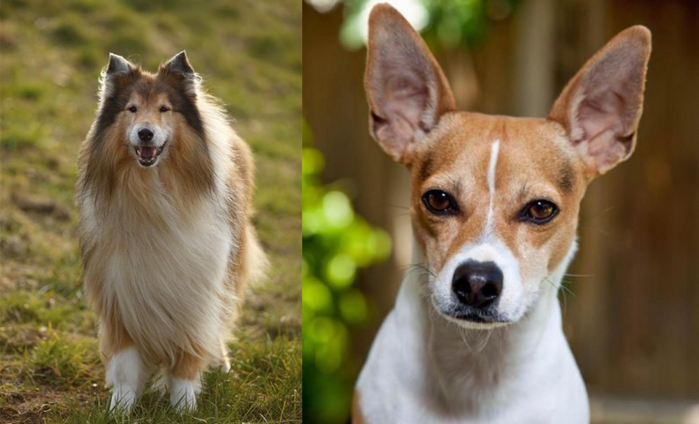 Rat Terrier vs Collie - Breed Comparison