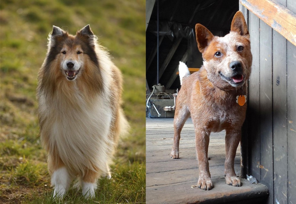 Red Heeler vs Collie - Breed Comparison
